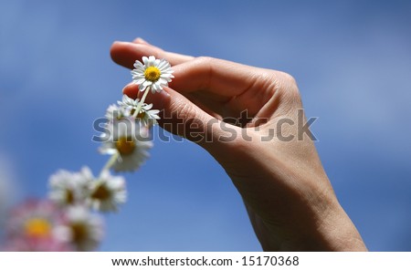 chain of daisies against a clear blue summer sky