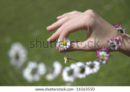 female hand holding the end of a daisy chain