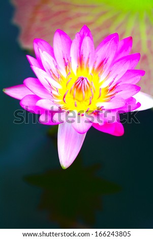 Lotus in full bloom on a lotus leaf.