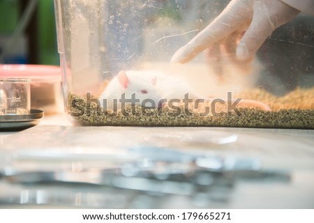 scientist working at the laboratory rat