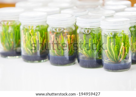 Experimental plants in glass jars in the lab.