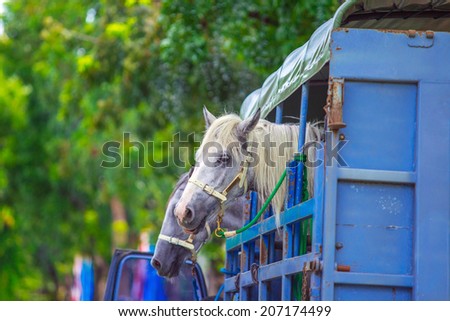 white horse in a horse truck trailer