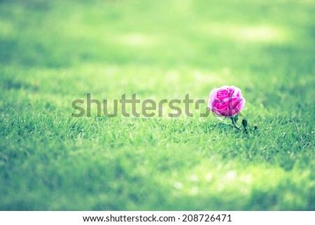 The flowers on the grass area by the focus on flowers. vintage