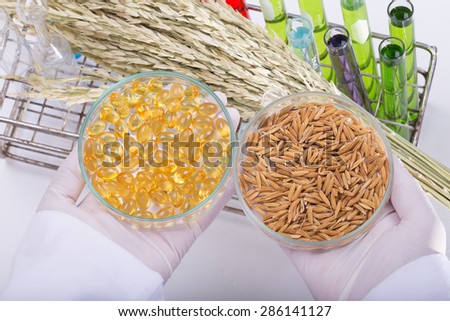 Scientists, research of rice, Rice bran oil in laboratory.