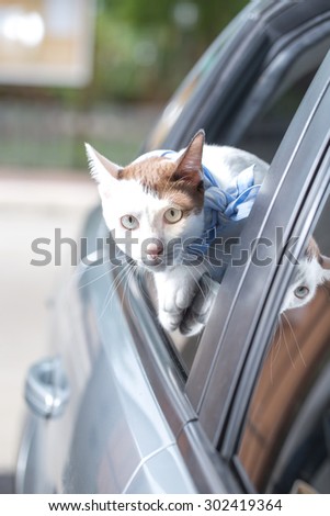 Cat happy with her head out of a car window