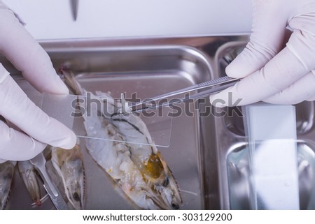 Scientists investigating the contaminated shrimp in the lab.