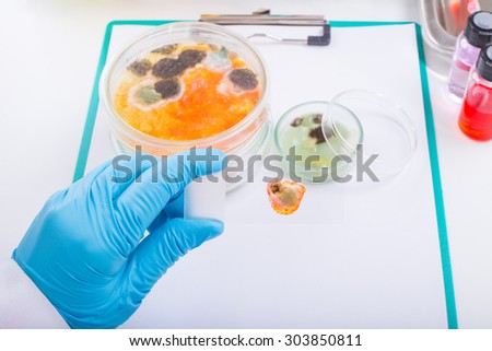 The scientist research. Penicillium fungi on agar plate in laboratory