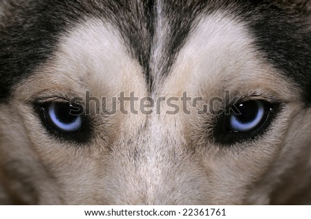 of lue eyes of an Husky Black And White Husky With Blue Eyes. of lue eyes of an Husky