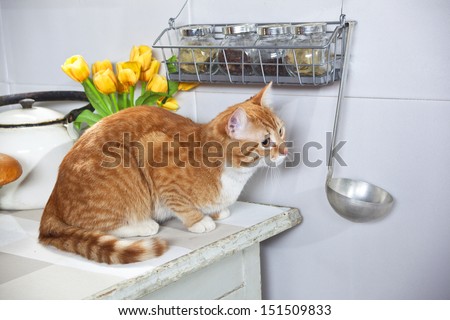 red cat sits on a table in the kitchen