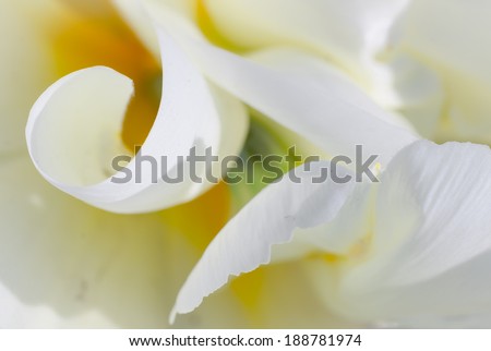 macro of white tulip inside