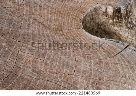 wooden texture background of cut tree