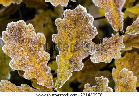 fall oak leaves covered with hoarfrost