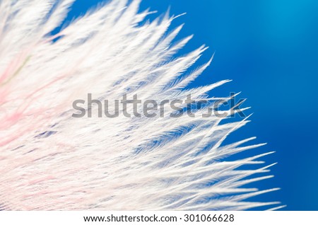 white feather macro on blue background