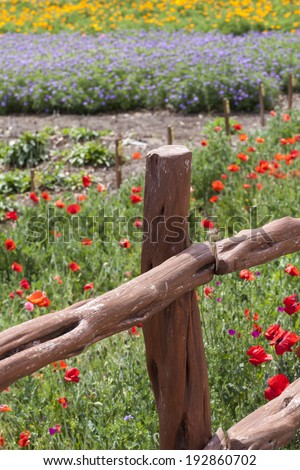 Mix of red, yellow, purple flowers in a field behind a wooden fence