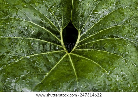 Wet palm leaf forms a symmetrical pattern