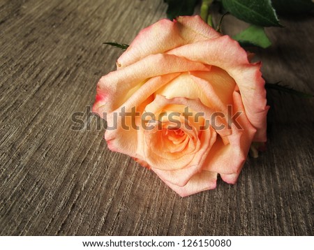 pink rose on old wood