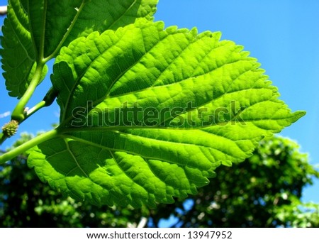 they Mulberry+tree+leaves