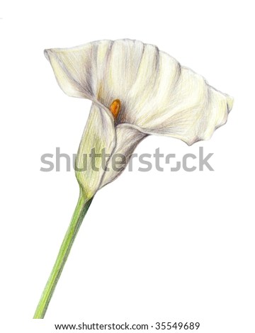 stock photo arum lily drawing in pencil