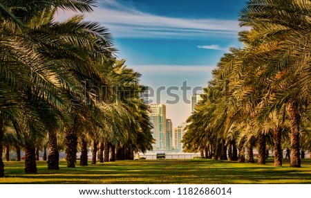 Palm Trees Garden in Sharjah, UAE. Which is located on Sharjah Corniche. High-rise buildings overlook the sea and the palm garden.