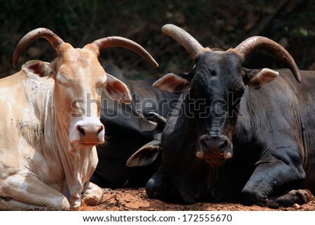 The Indian cows have a rest
