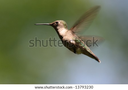 Female Ruby-throated Hummingbird in flight.