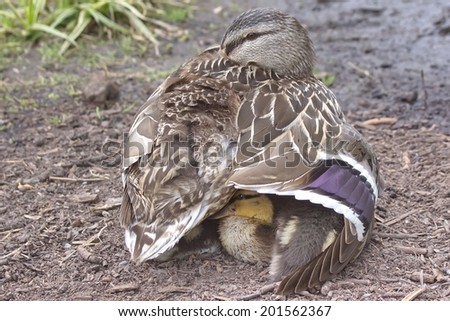 Mother Duck in the Government House, Victoria, BC, Canada