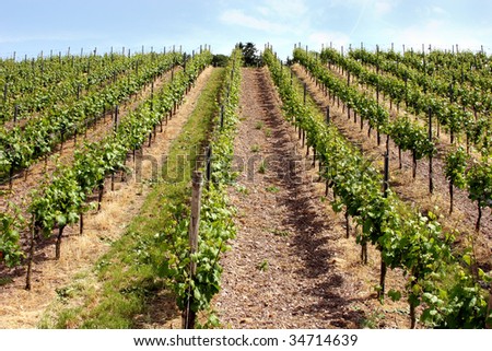 Vineyard near the oldest german city Trier. Since around 2.000 years here vine grows in old roman tradition.