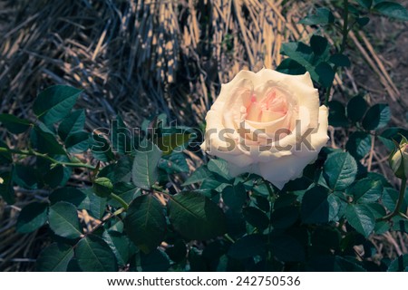 White rose  vintage