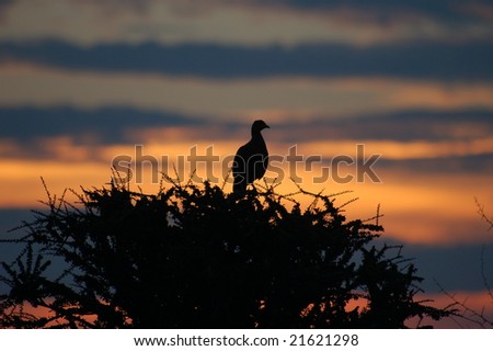 Bird silhouette in sunset