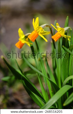 Yellow Narcissus flowers in the garden with soft focus vertical orientation