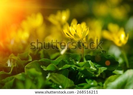 yellow spring flowers in the garden with sun rays beam, soft focus horizontal orientation