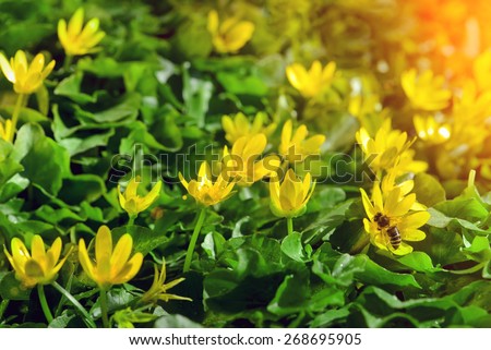 yellow spring flowers in the garden with bee on plant sun rays beam, soft focus horizontal orientation