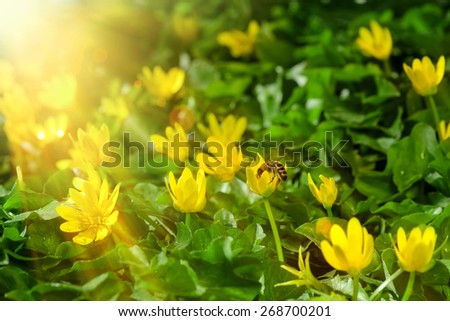 yellow spring flowers in the garden with bee on plant sun rays beam, soft focus horizontal orientation