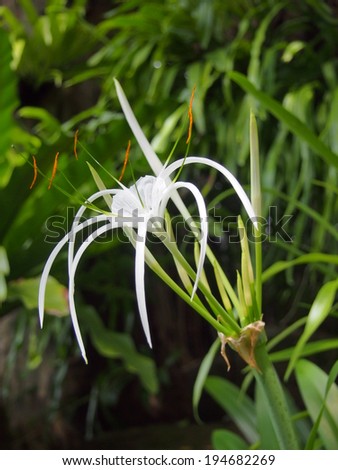 White Cape Lily