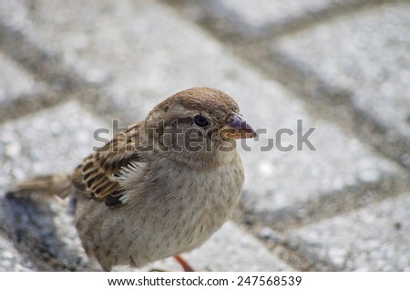 Sparrow searching something to eat near domestic house