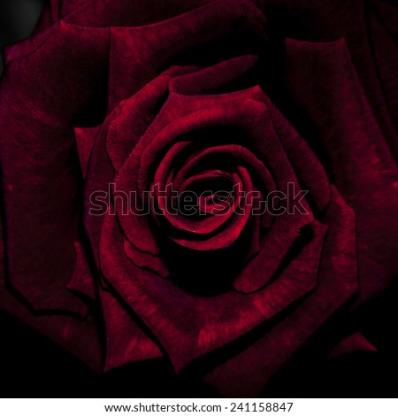 Crimson red rose bloom isolated in black background