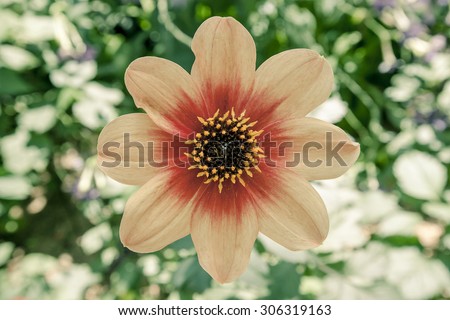 Single yellow dahlia in blurred background