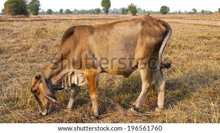 Brown cow eating grass in the fields of summer
