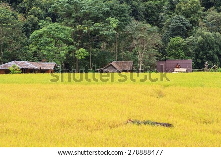 Paddy green and gold Rice Fields in Thailand