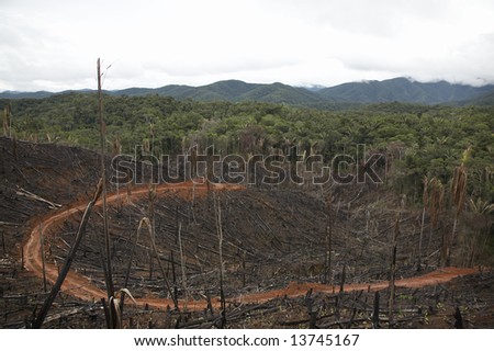 Tract of forest burned to grow tea in the mountains above Chimate, a small community in the fertile Yungas region of Bolivia.