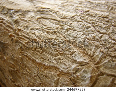 Detail of brown cortex wood texture