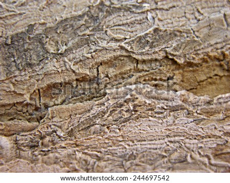 Detail of brown cortex wood texture