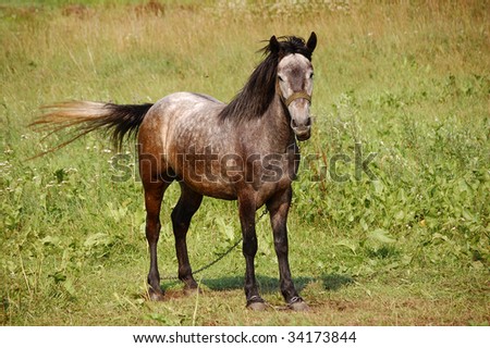 Horse in field, chained (domesticated), 3/4 view, tail waving