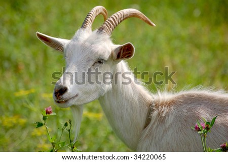 White goat. Head, neck & shoulder, from side, head 3/4. Preparing to eat a clover flower. Blurred background.