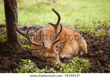 Male red dear laying in dirt