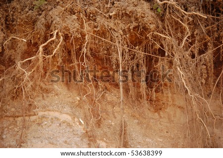 Roots of plants still growing (part of the ground was removed creating cross section)