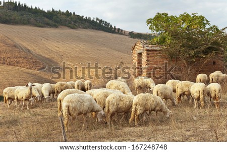 Herd of white sheep  in the sunset light (lat. Ovis aries)