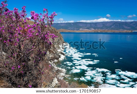 Spring. Flowering Rhododendron On The Rocky Shores Of Baikal Lake
