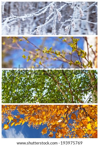 Collage. Birch tree in winter, spring, summer and autumn. Floral backgrounds. Four seasons. Calendar