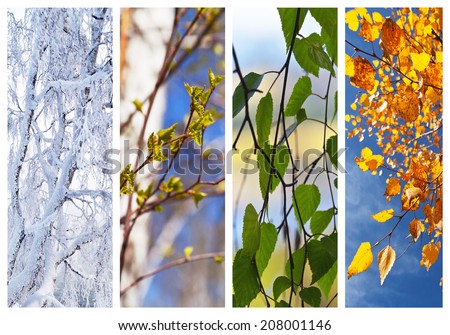 Birch tree and foliage at different times of the year. Floral backgrounds. Four seasons. Collage